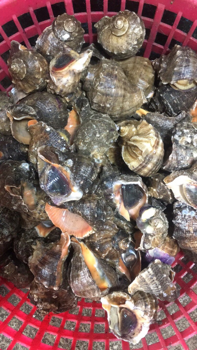 产地直发海螺一手货源大海螺水产，全国发货