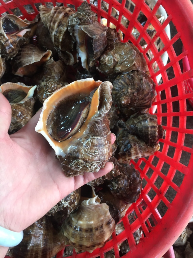 产地直发海螺一手货源大海螺水产，全国发货