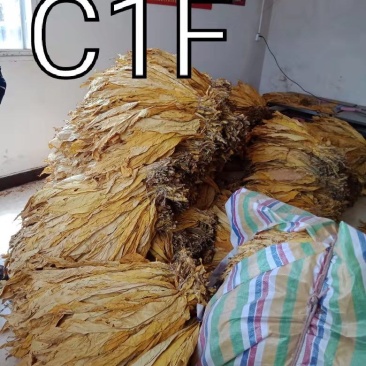 长度60一50云系列上等烟量大销售合同交不够的联系