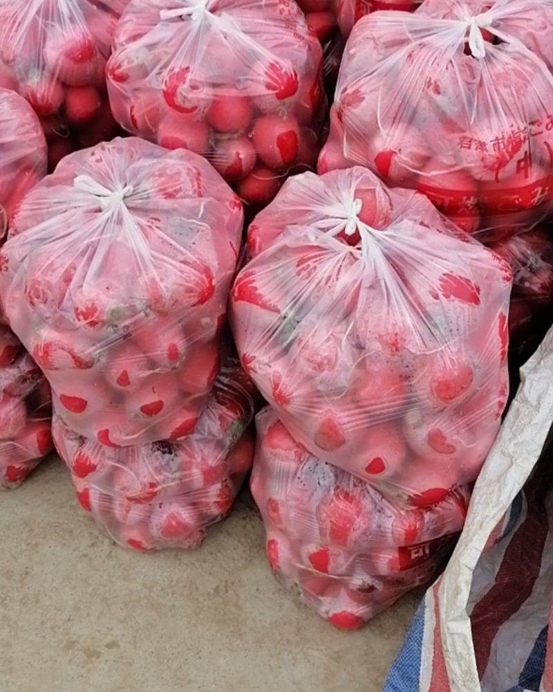 天门红皮罗卜，土罗卜！清爽香甜。千亩基地大量批发