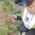 仙茅苗仙茅种植基地一手货源品质保证