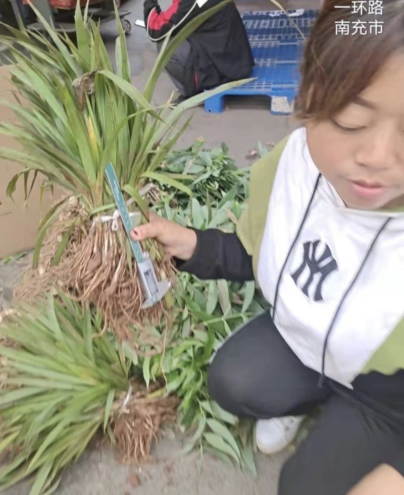 仙茅苗仙茅种植基地一手货源品质保证