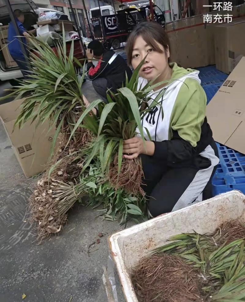 仙茅苗仙茅种植基地一手货源品质保证