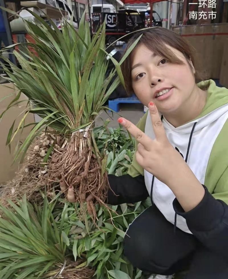 仙茅苗仙茅种植基地一手货源品质保证