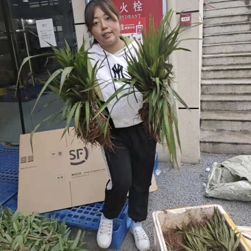 仙茅苗仙茅种植基地一手货源品质保证