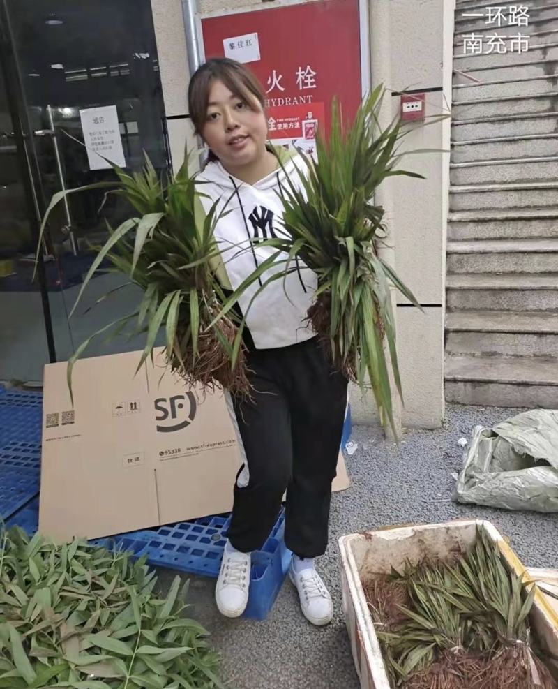 仙茅苗仙茅种植基地一手货源品质保证