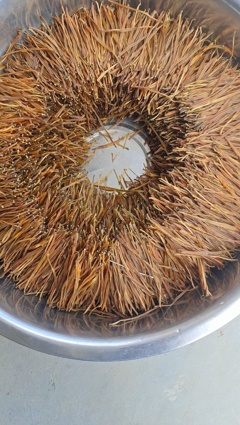 牛熟条硬直条黄花菜产地直销一手货源品种保证可视频看货