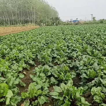 红菜苔基地货