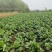 红菜苔基地货