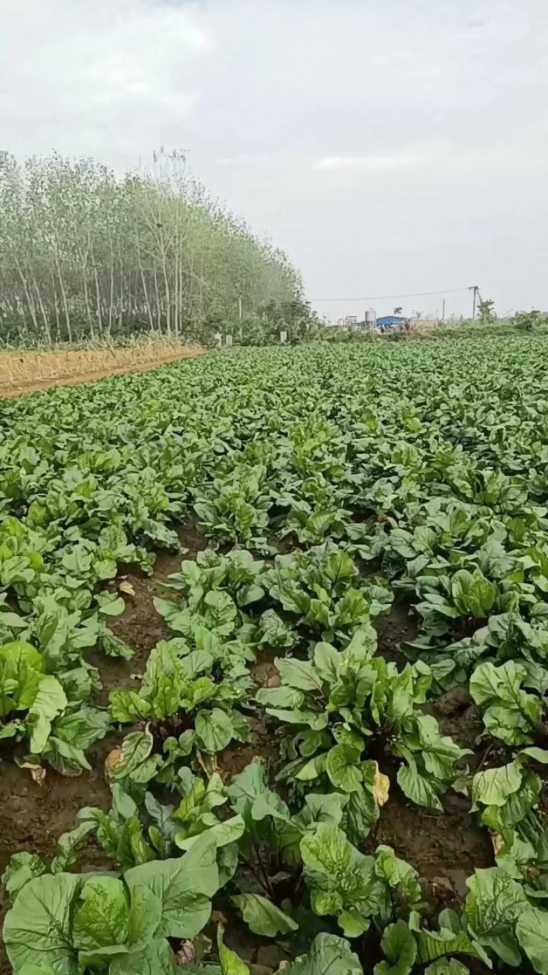 红菜苔基地货