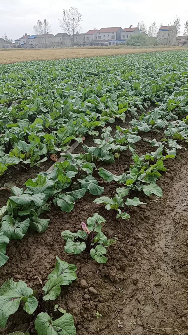 红菜苔基地货
