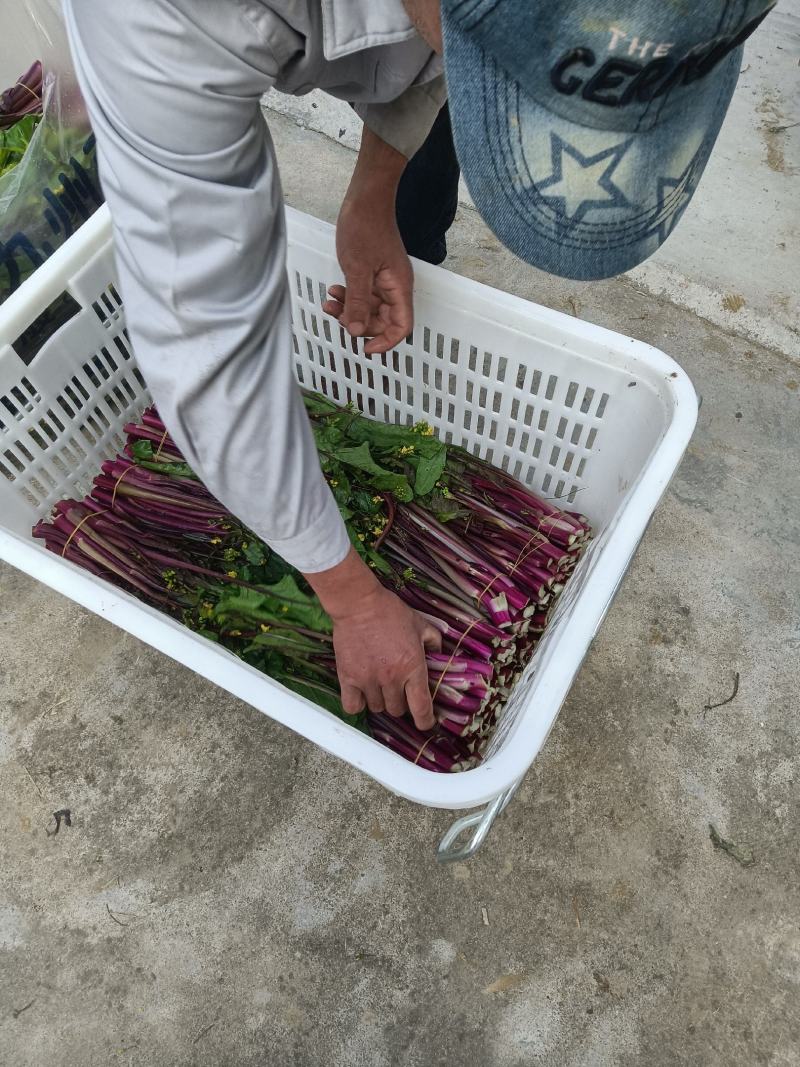 红菜苔基地货