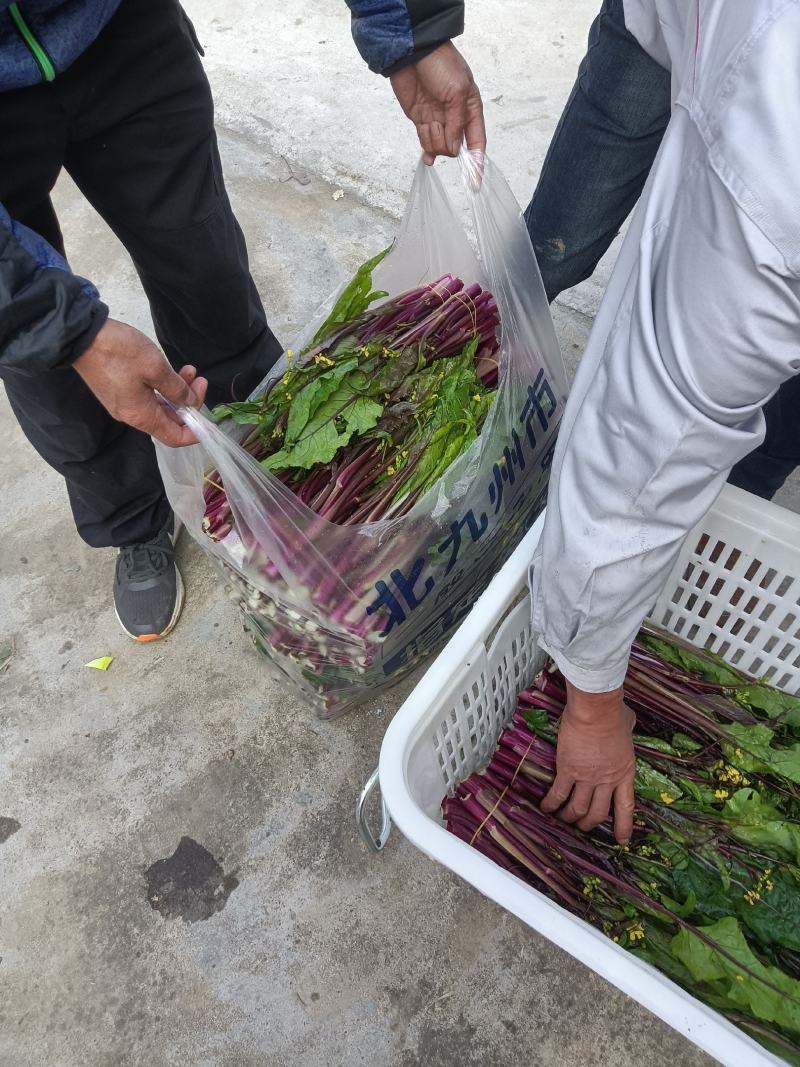 红菜苔基地货