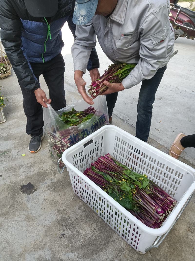 红菜苔基地货