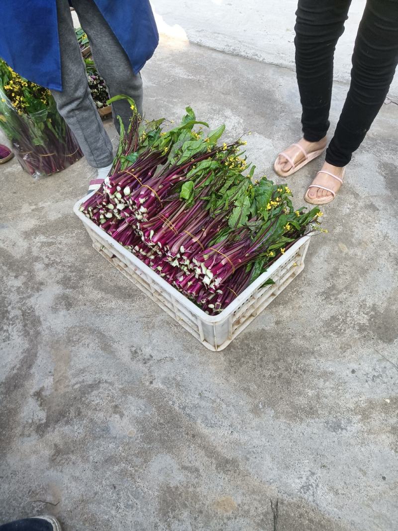 红菜苔基地货