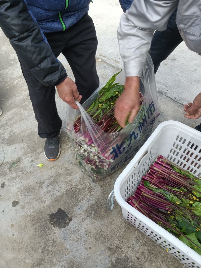 红菜苔基地货