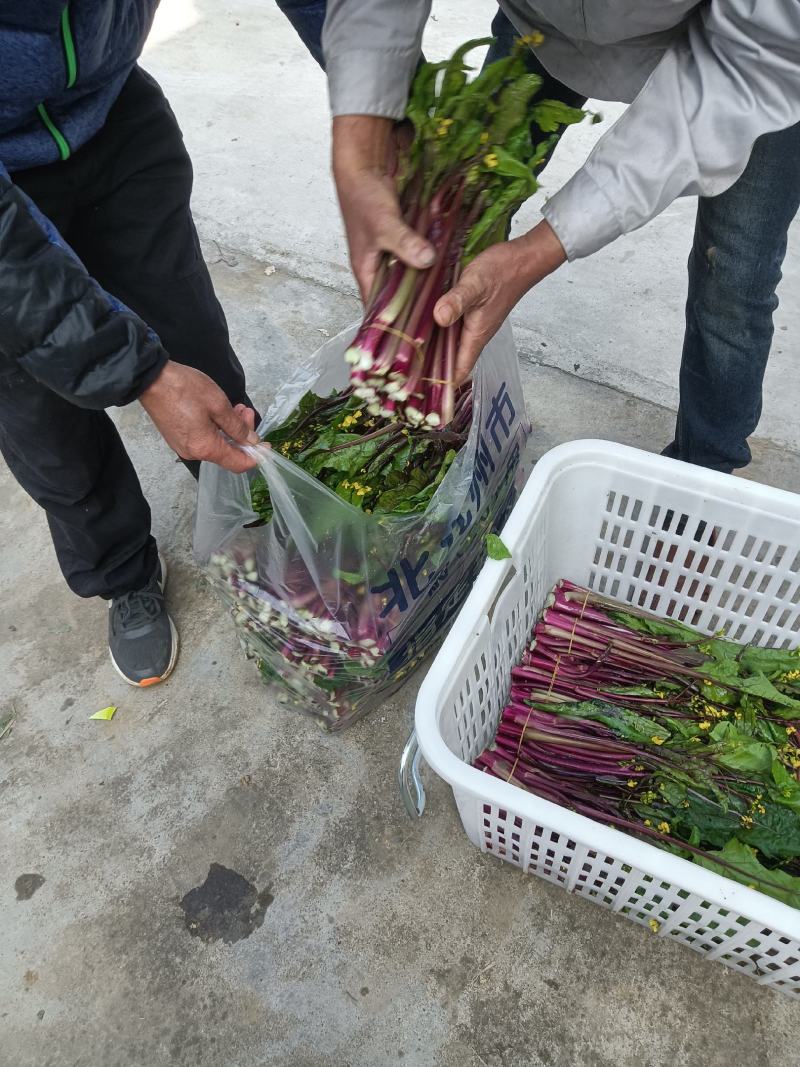 红菜苔基地货