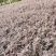 红花继木2年生小苗农户自产自销根系发达好种易活