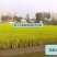 河北涿州优质大米静米圆粒香米长粒香米下水灌溉纯绿色无污染