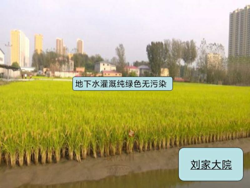 河北涿州优质大米静米圆粒香米长粒香米下水灌溉纯绿色无污染