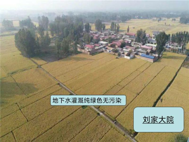 河北涿州优质大米静米圆粒香米长粒香米下水灌溉纯绿色无污染