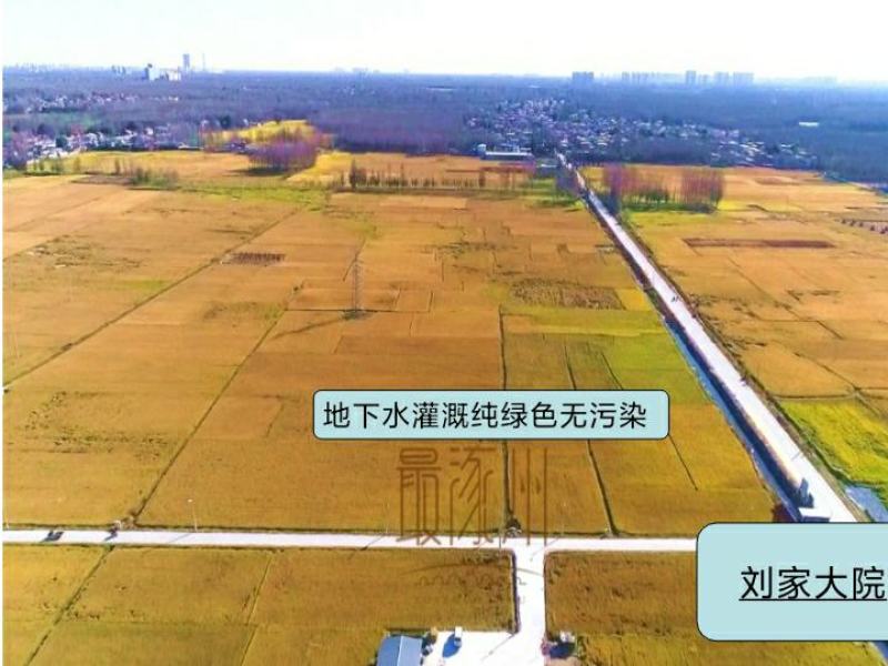 河北涿州优质大米静米圆粒香米长粒香米下水灌溉纯绿色无污染