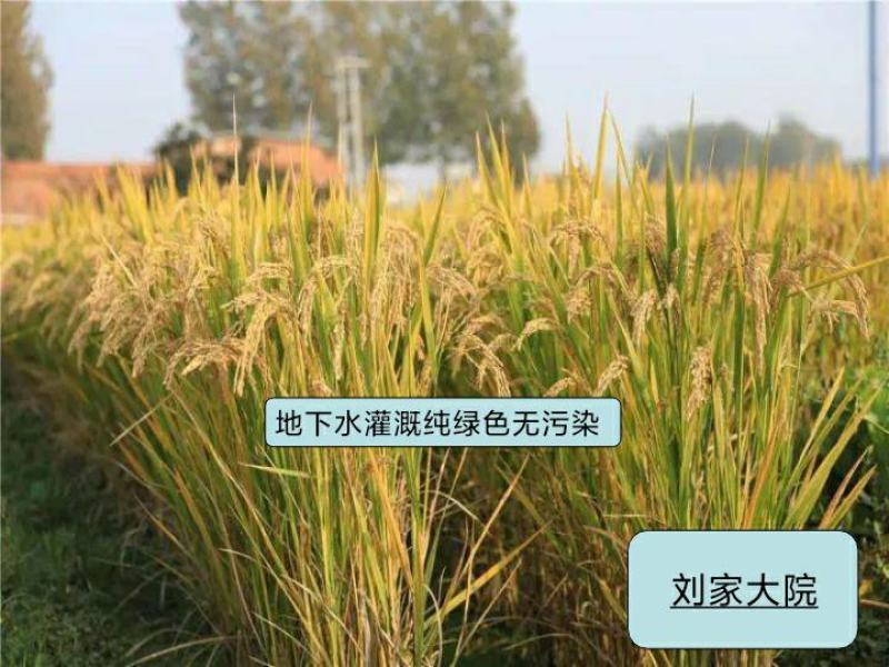 河北涿州优质大米静米圆粒香米长粒香米下水灌溉纯绿色无污染
