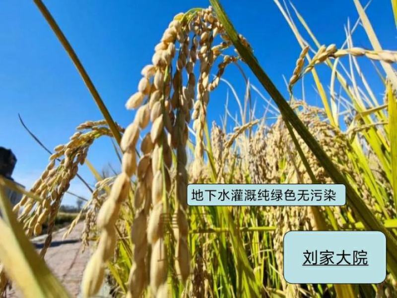 河北涿州优质大米静米圆粒香米长粒香米下水灌溉纯绿色无污染