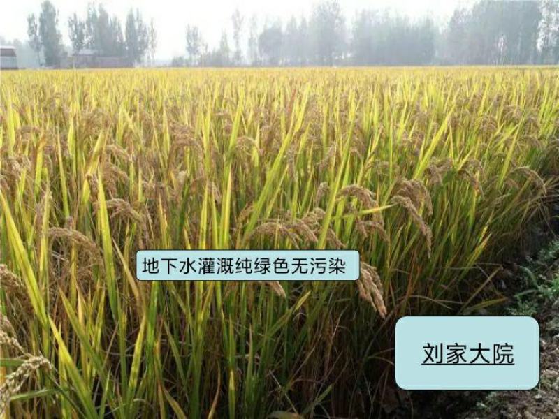 河北涿州优质大米静米圆粒香米长粒香米下水灌溉纯绿色无污染