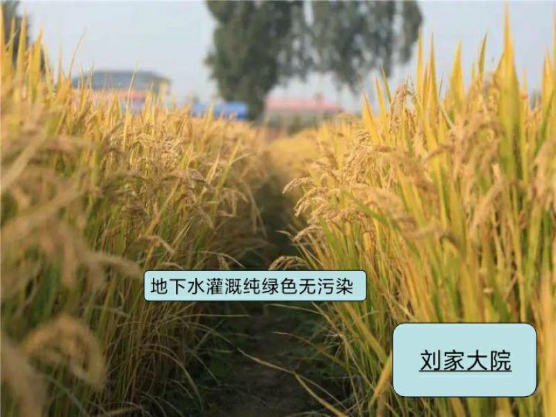 河北涿州优质大米静米圆粒香米长粒香米下水灌溉纯绿色无污染