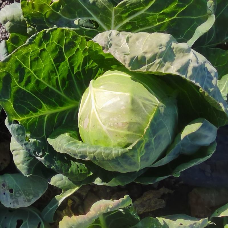 圆包菜