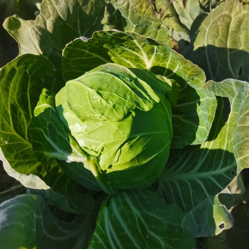 圆包菜