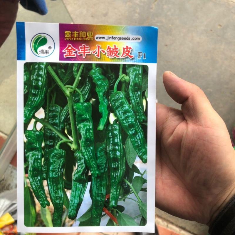 大皱皮薄皮辣椒苗长皱皮椒抗病性好亩产高口感好