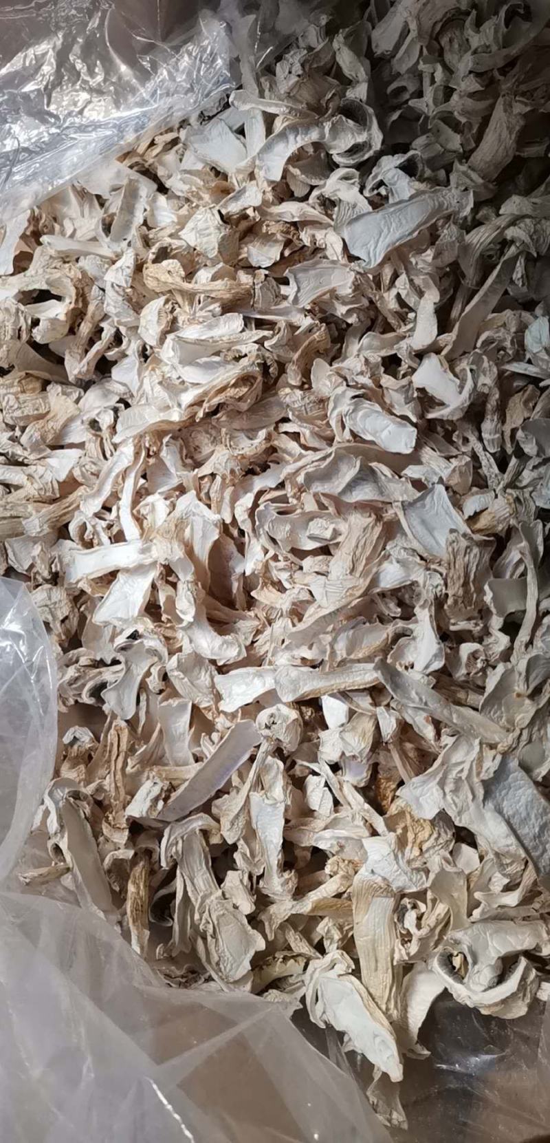 云南球盖菇干片大球盖菇赤松茸基地货源新货大量上市批发