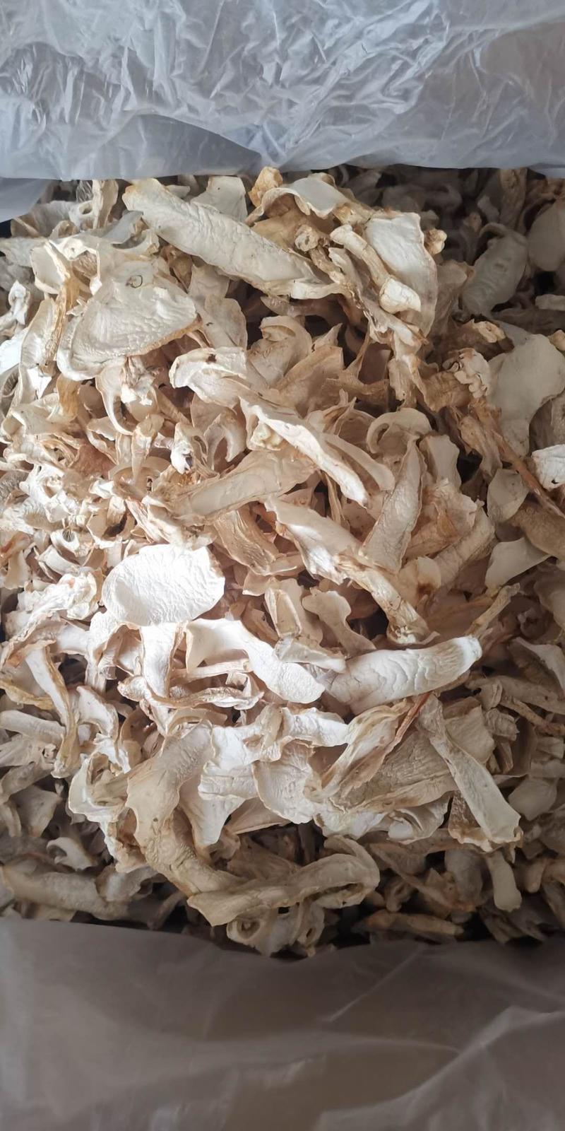 云南球盖菇干片大球盖菇赤松茸基地货源新货大量上市批发