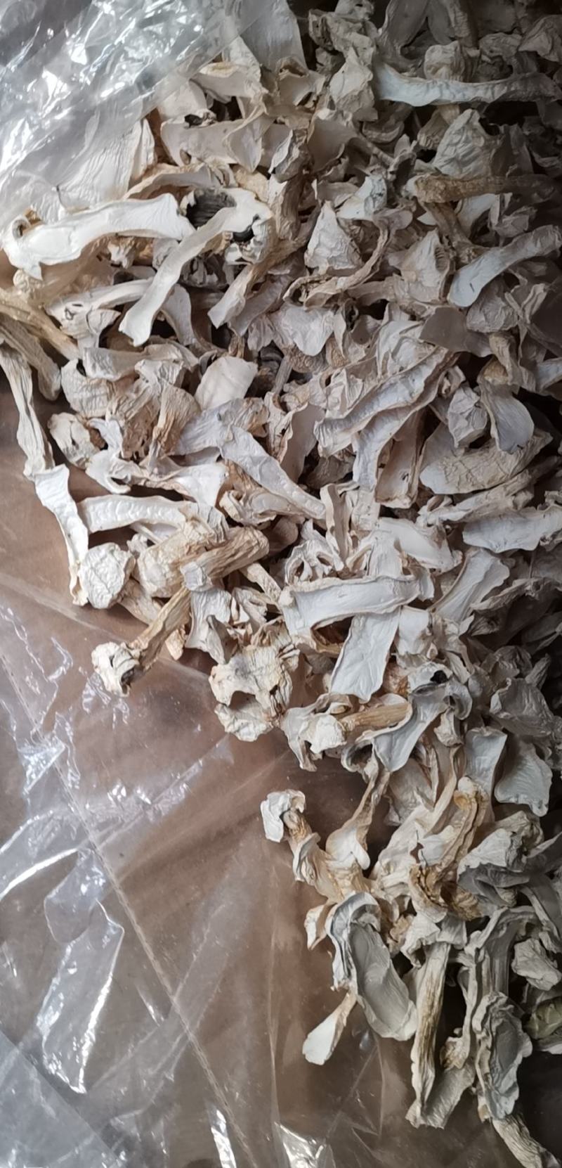 云南球盖菇干片大球盖菇赤松茸基地货源新货大量上市批发