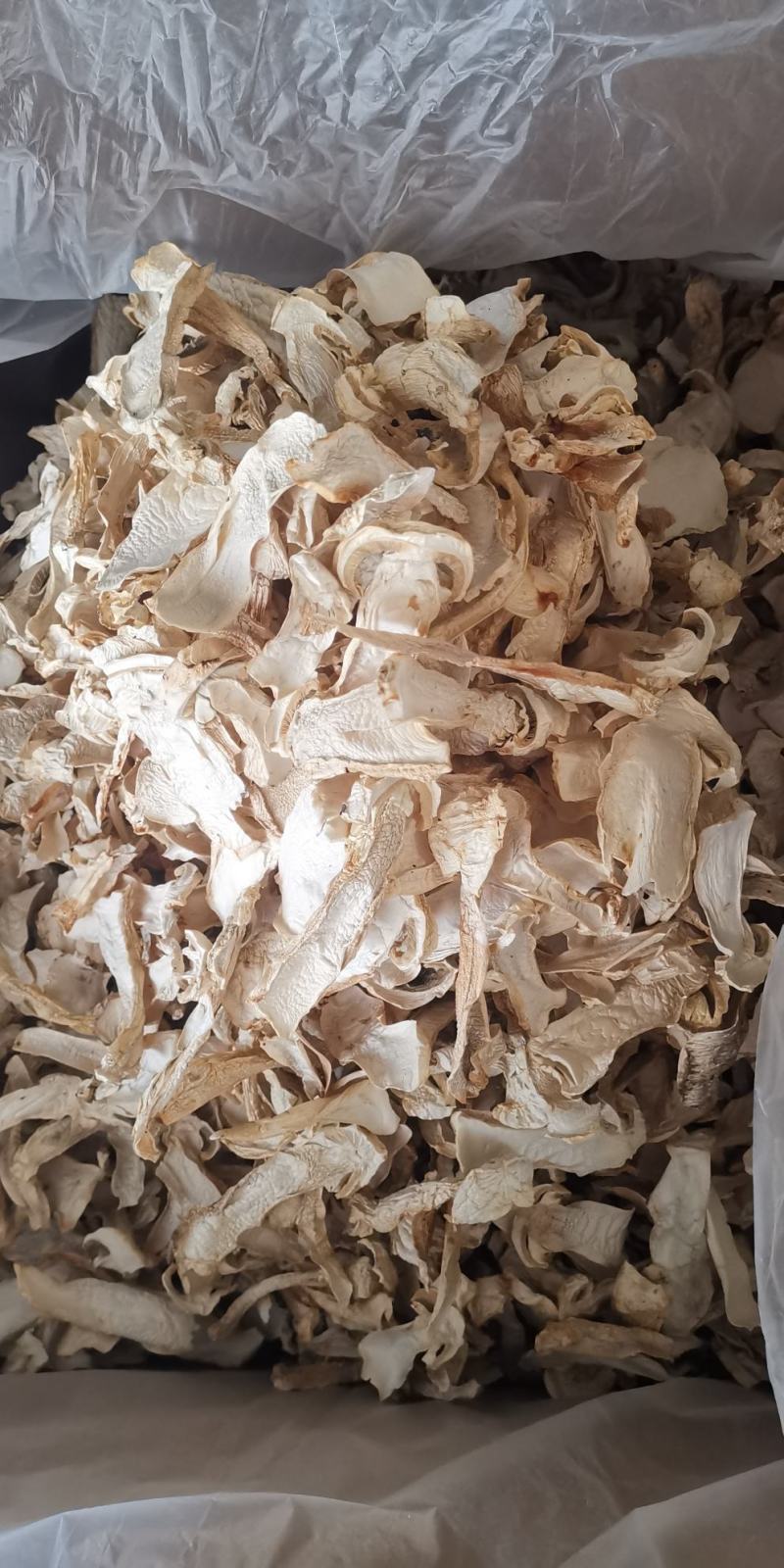 云南球盖菇干片大球盖菇赤松茸基地货源新货大量上市批发