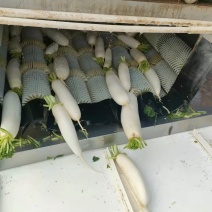 白萝卜