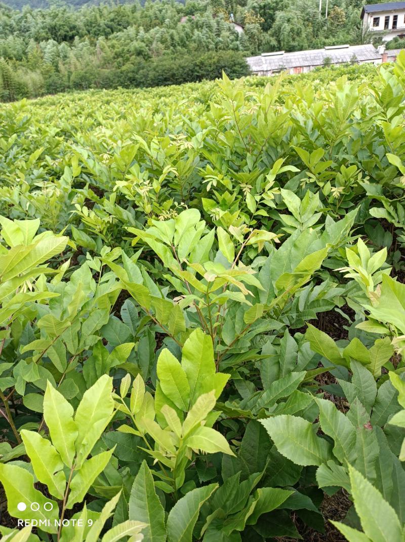 浙江临安美国山核桃苗核桃苗又名碧根果实生苗一手货源