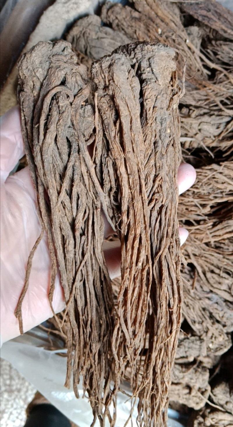 当归全归片中节片中药材甘肃批发零售各种规格中药材
