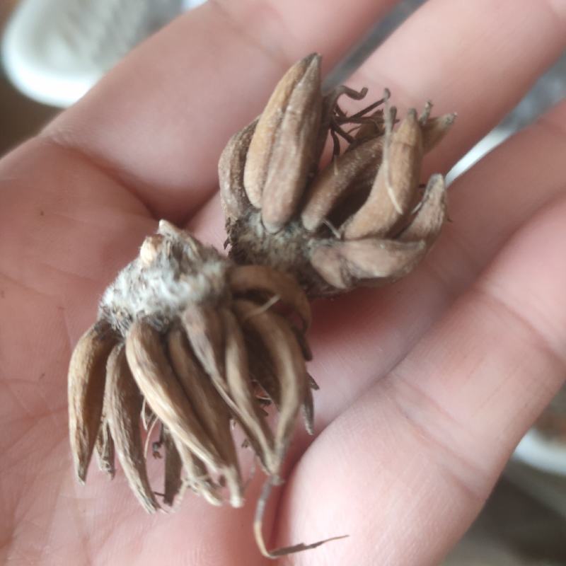 花毛茛种球重瓣洋牡丹种球进口芹叶牡丹种子易活包对版种籽