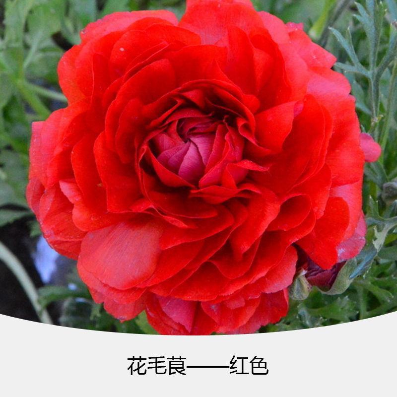 花毛茛种球重瓣洋牡丹种球进口芹叶牡丹种子易活包对版种籽
