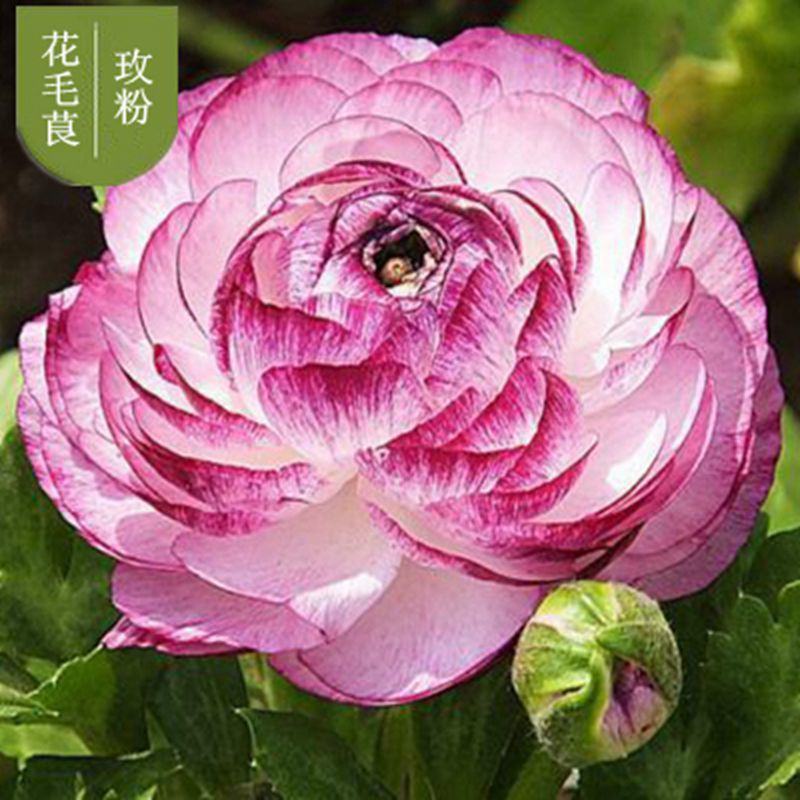 花毛茛种球重瓣洋牡丹种球进口芹叶牡丹种子易活包对版种籽