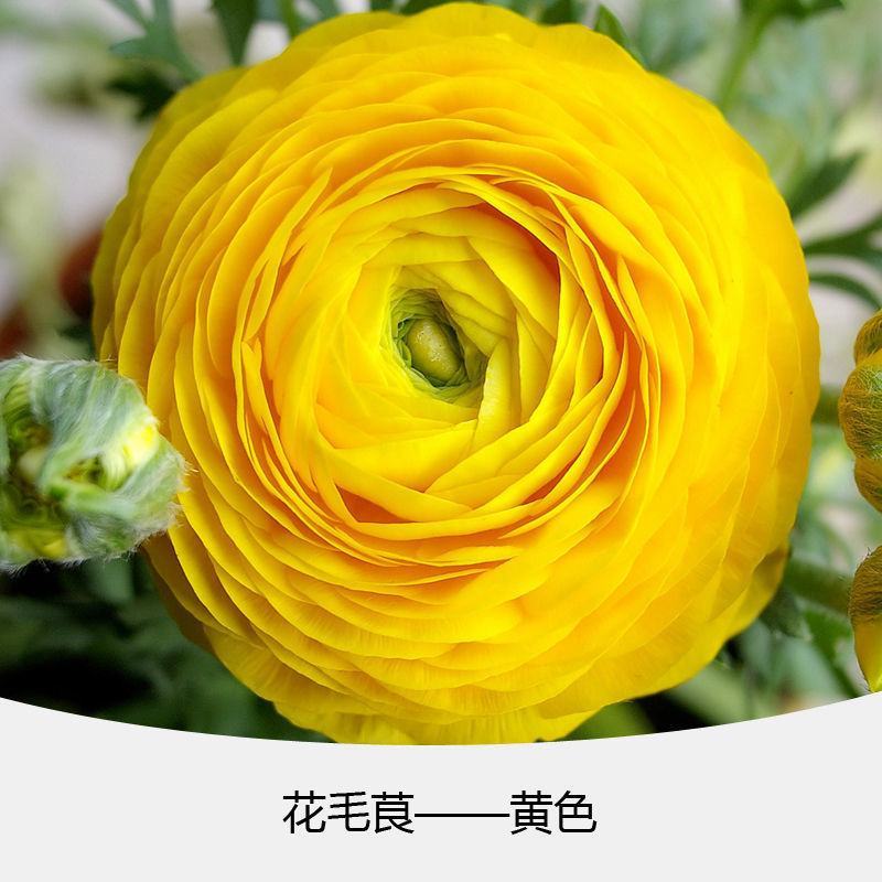 花毛茛种球重瓣洋牡丹种球进口芹叶牡丹种子易活包对版种籽