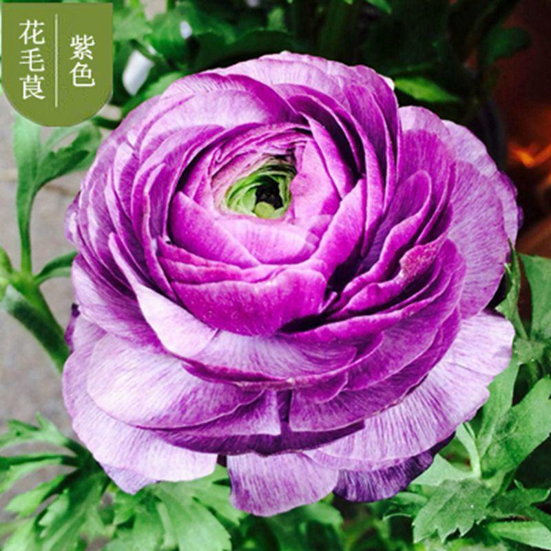 花毛茛种球重瓣洋牡丹种球进口芹叶牡丹种子易活包对版种籽