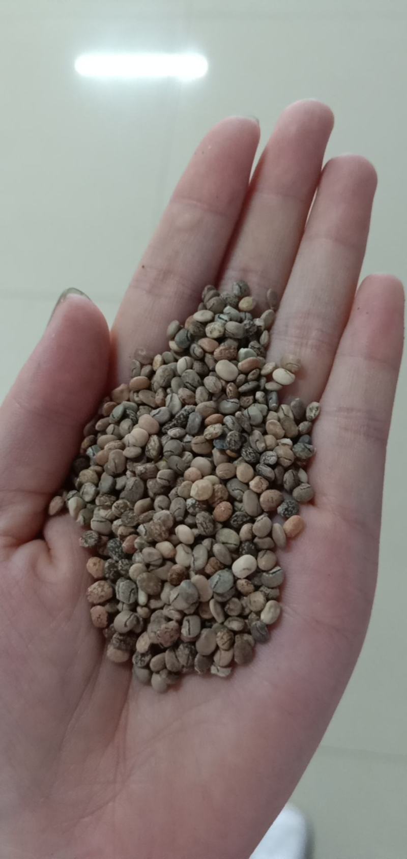 鲁冰花种子羽扇豆种子高发芽率园林景观花海庭院包邮