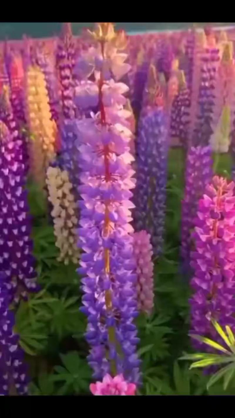 鲁冰花种子羽扇豆种子高发芽率园林景观花海庭院包邮