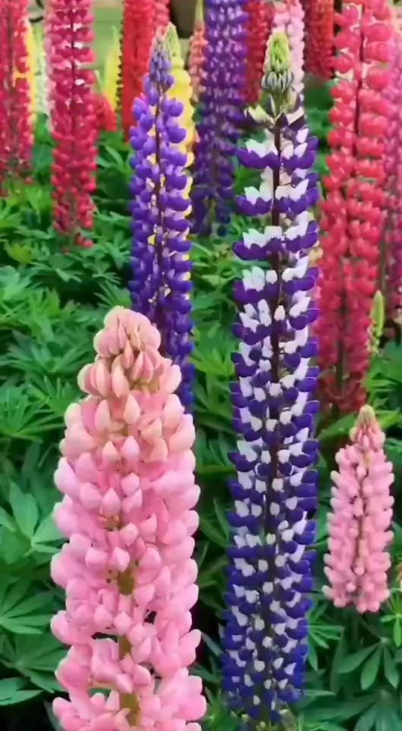 鲁冰花种子羽扇豆种子高发芽率园林景观花海庭院包邮
