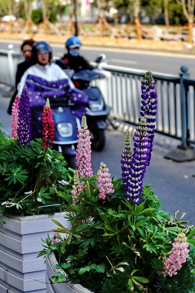 鲁冰花种子羽扇豆种子高发芽率园林景观花海庭院包邮