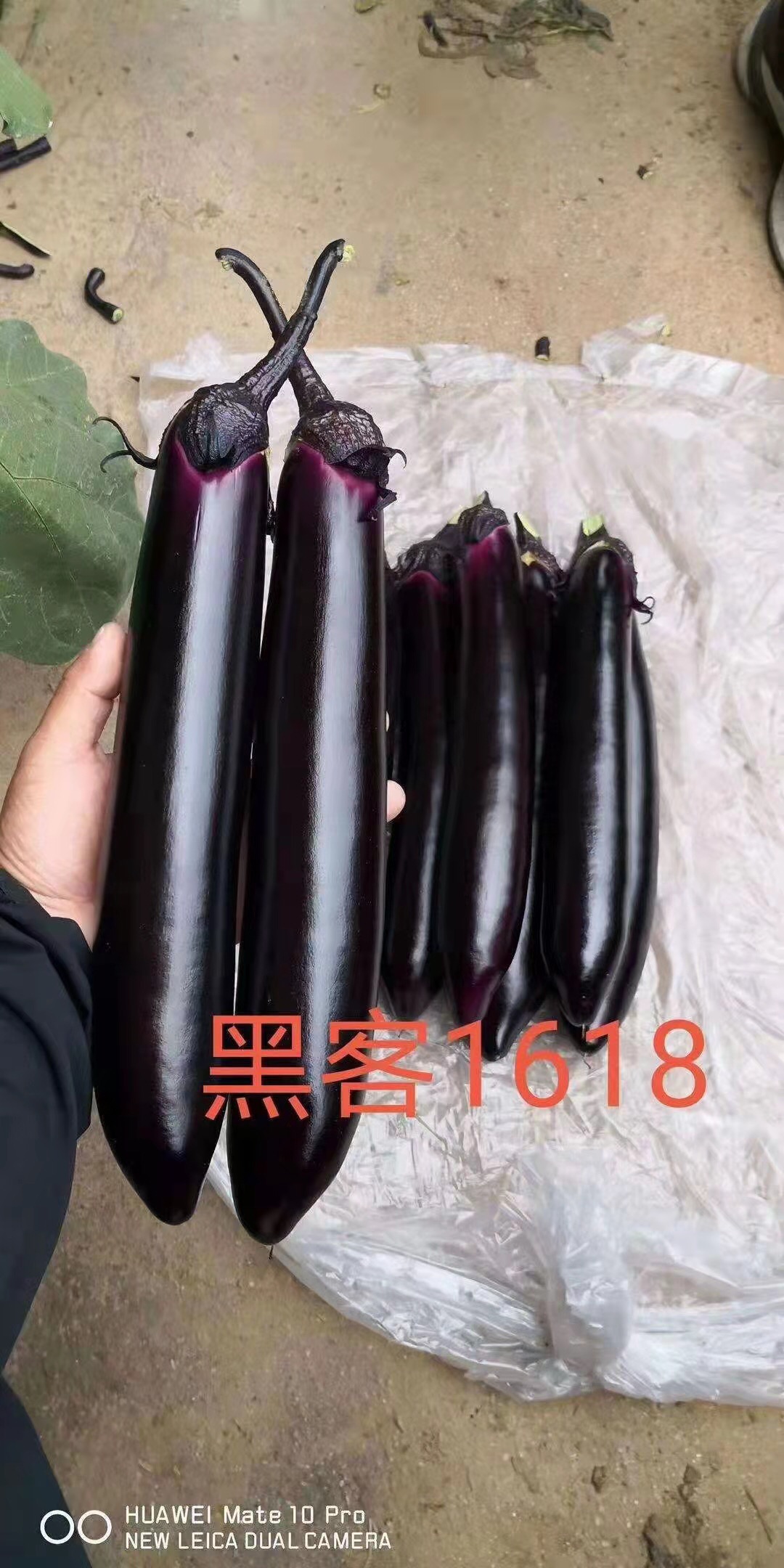 茄子苗批发]茄子苗抗热产量高瓜周正价格0.90元/棵- 一亩田
